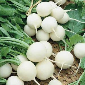 بذر ترب سفید گرد
