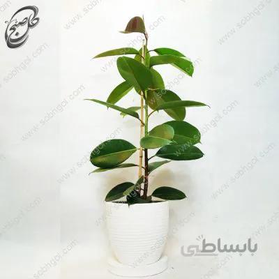 سفارش گل آنلاین – فیکوس الاستیکا سبز طرح F-034 (ارسال گل رایگان)