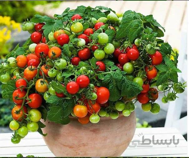 بذر گوجه گیلاسی قرمز ( گلدانی)
