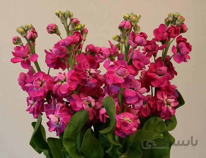 بذر گل شب بو شاخه بریده پیلاستر قرمز هلندی بسته 30 عددی