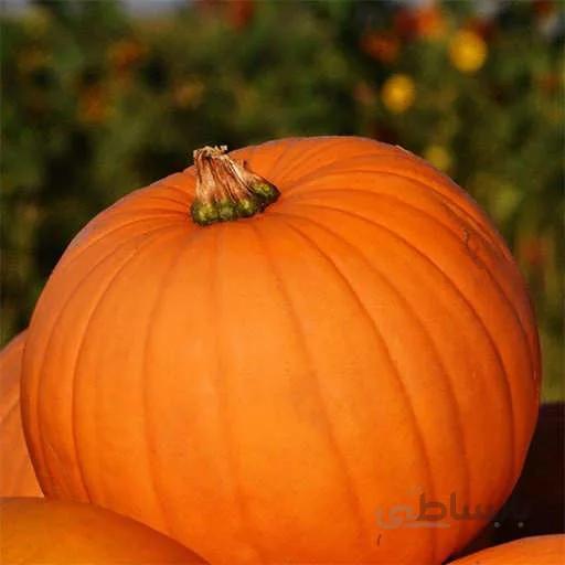 بذر کدو اجیلی