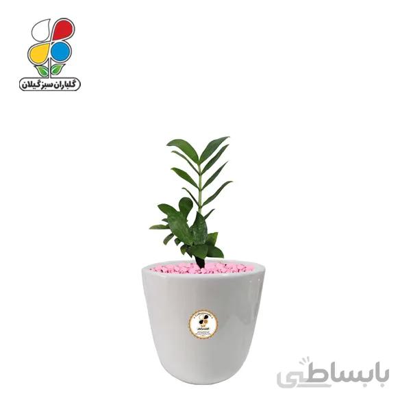 گیاه طبیعی زاموفیلیا سبز کوچک مدل کوچک GN13-18S