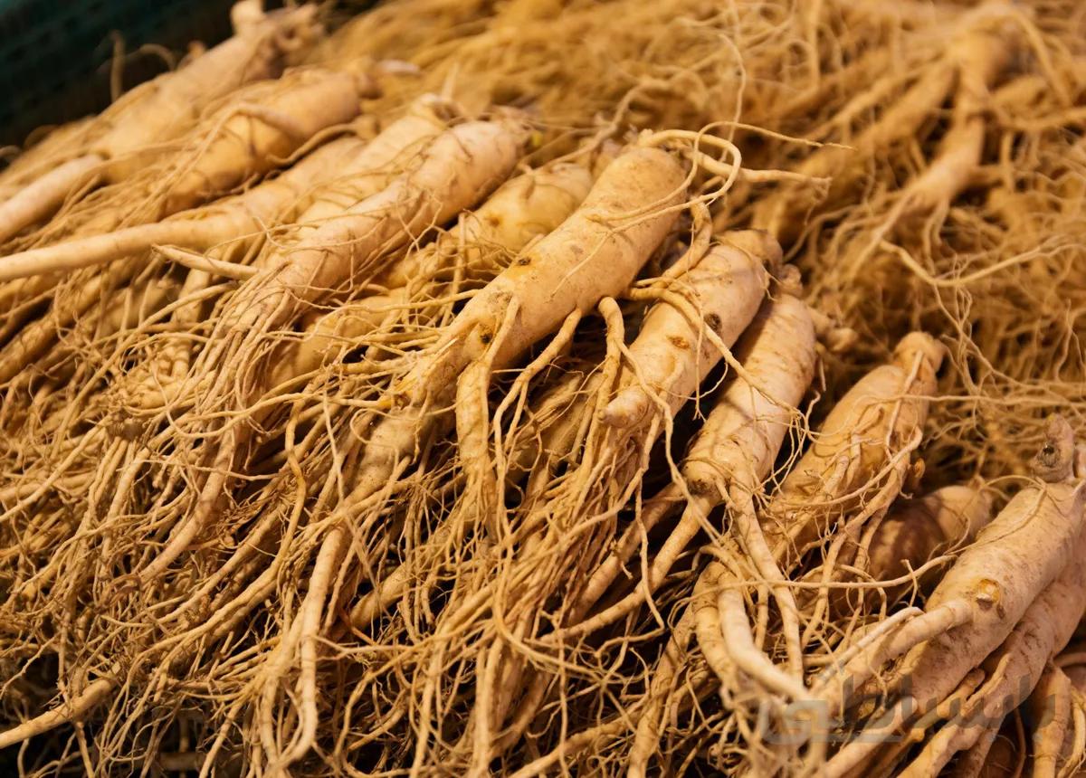 خرید جینسینگ اصل سفید و قرمز (دخترپیچ) ا Ginseng