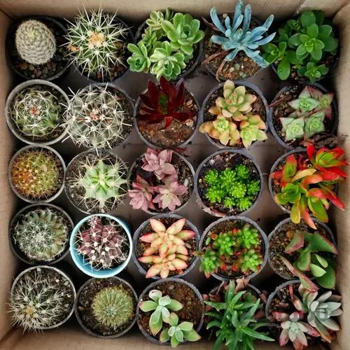 پک میکس کاکتوس بذری و ساکولنت (گلدان 6) 25 عددی
