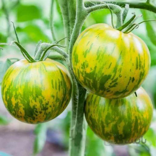 بذر گوجه فرنگی سبز راه راه بسته 10 عددی