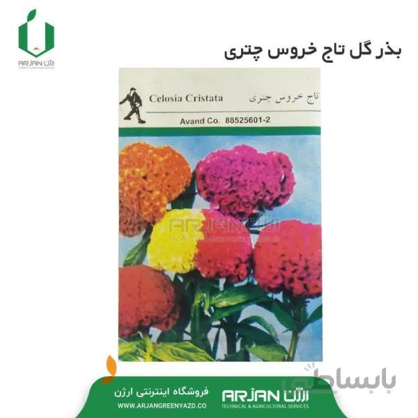 بذر گل تاج خروس چتری