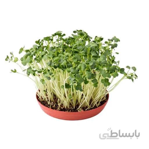 بذر میکروگرین یونجه