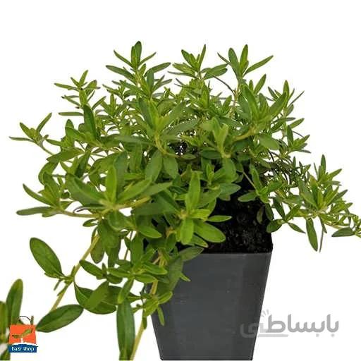 بذر مرزه برگ پهن
