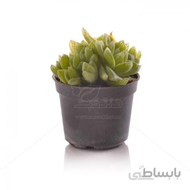 ساکولنت هاورتیا شیشه ای