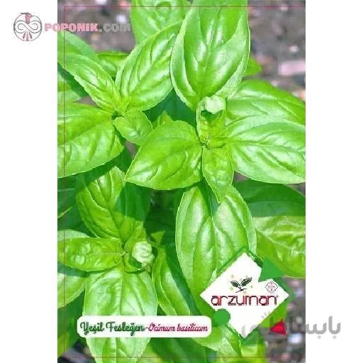بذر ریحان ایتالیایی آرزومان