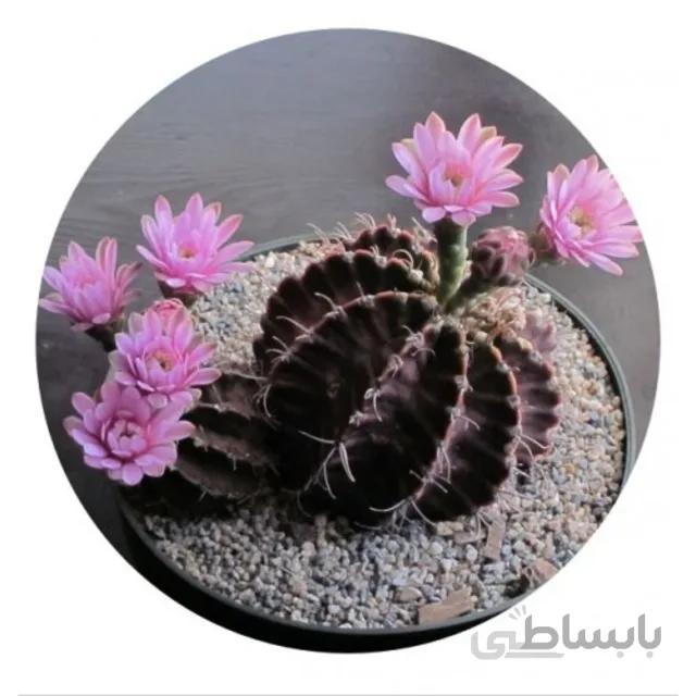 بذر کاکتوس ژمینو شکلاتی