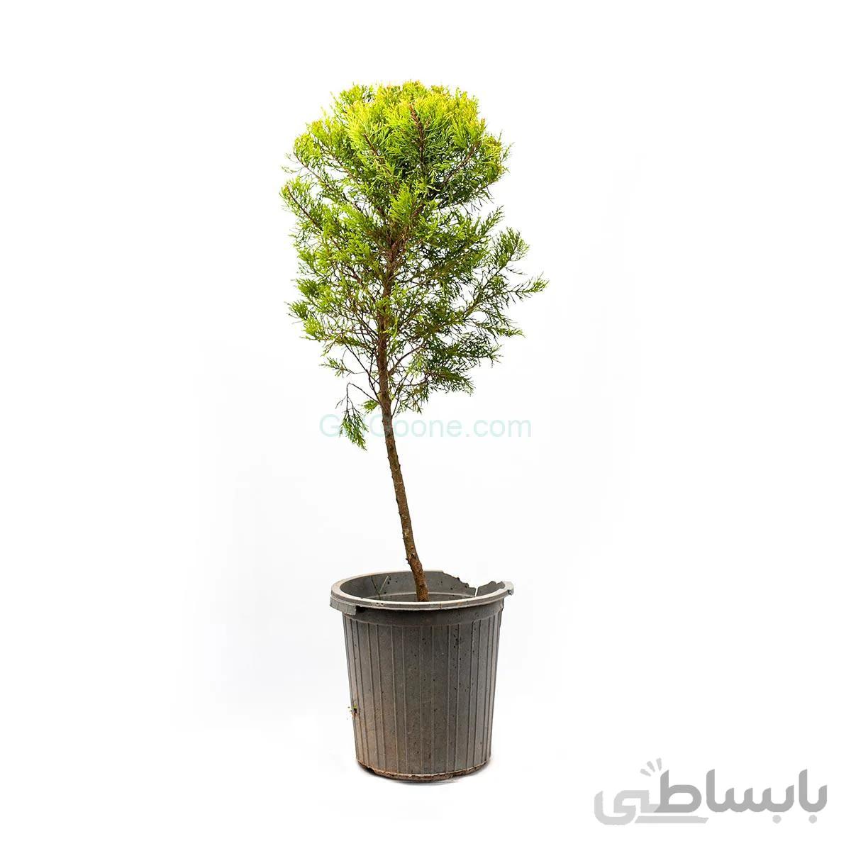 درختچه کاج لاوسون یا کاج طلایی