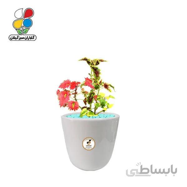 گیاه طبیعی حسن یوسف ابلق کوچک