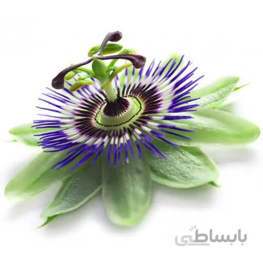 بذر پیچ گل ساعتی یاسی