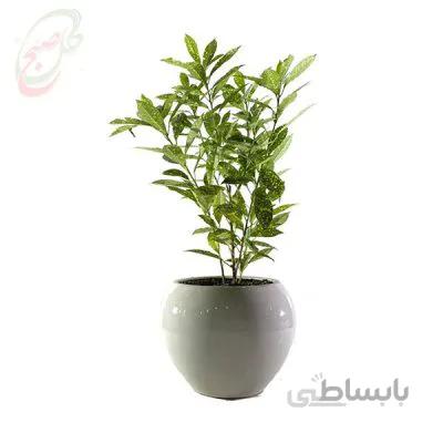 خرید گل آنلاین – آکوبا یا شمشماد ژاپنی