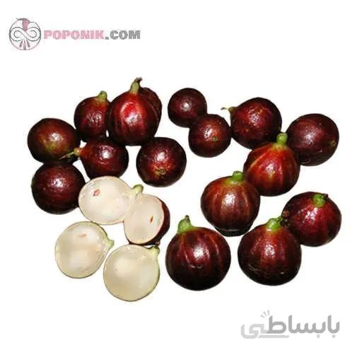 نهال انگور برزیلی قرمز
