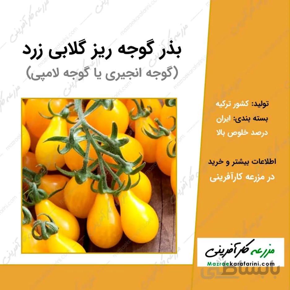 بذر گوجه ریز گلابی زرد