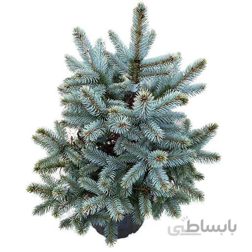 بذر کاج نویل ابی