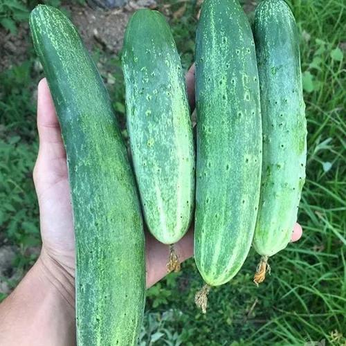 بذر خیار درختی محلی معطر بزرگ
