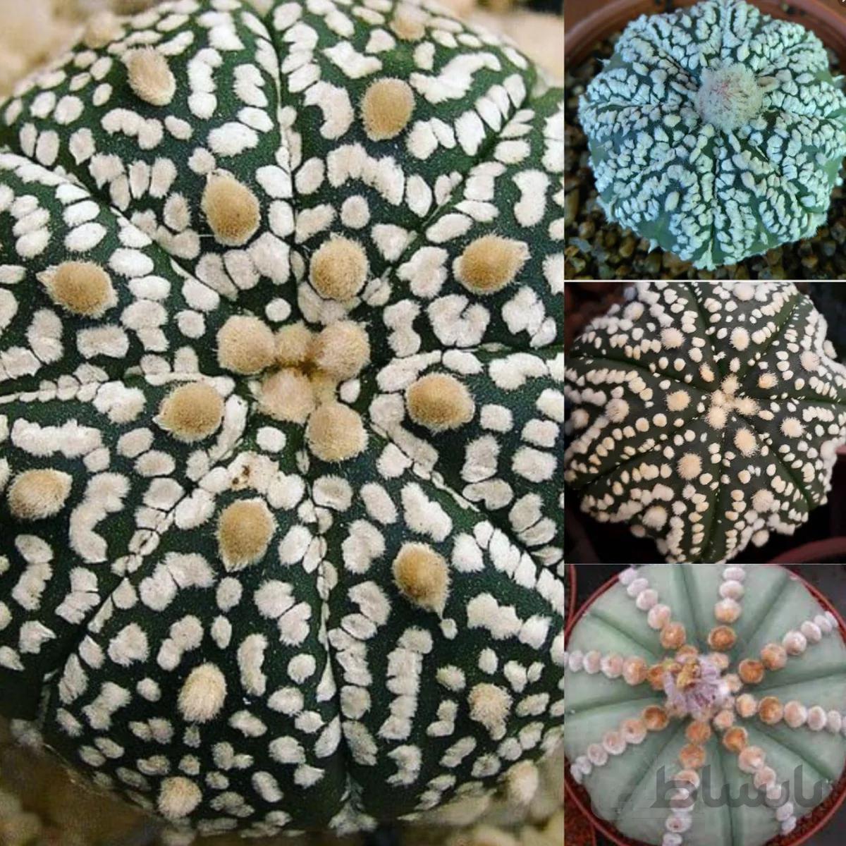 بذر آستروفیتوم آستریاس میکس | asterias cactus mix