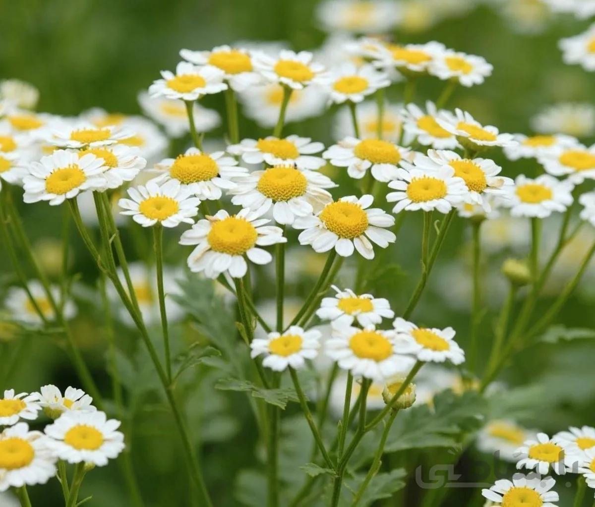 بذر بابونه رومی چندساله بسته 200 عددی