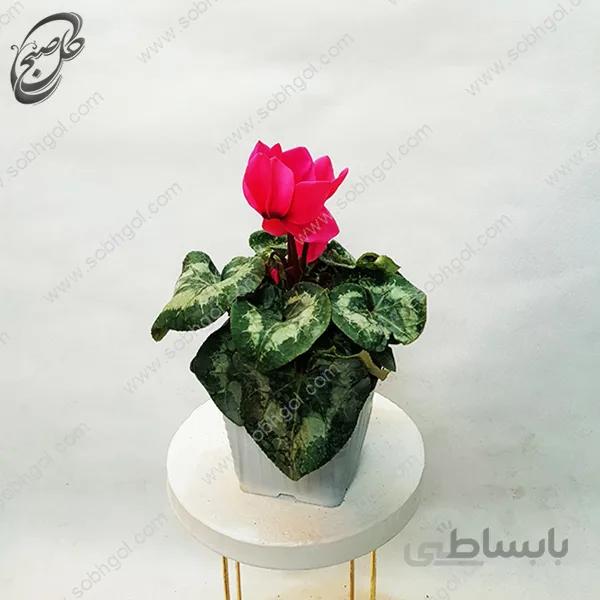 سفارش گل آنلاین – سیکلامن قرمز طرح C-042