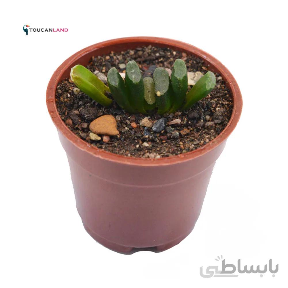 هاورتیا ترانکاتا فلت