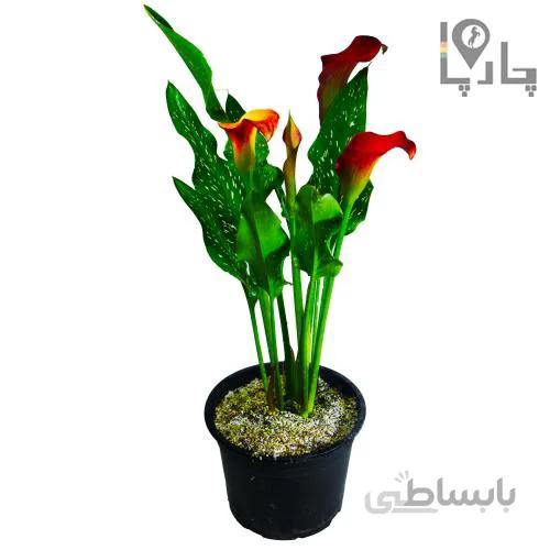 گل شیپوری