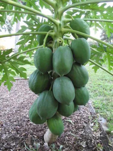 بذر پاپایا پاکوتاه بنگلادشی(خربزه درختی)بسته 5 عددی