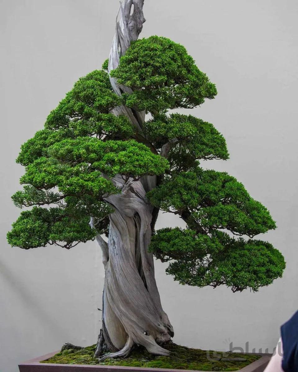 بذر اورجینال بونسای سرو نقره ای ( نایاب)