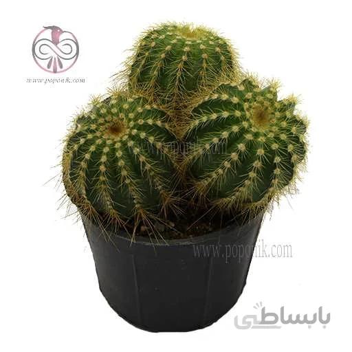 کاکتوس نوتو کاکتوس