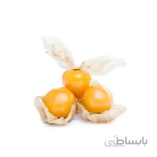 بذر فیسالیس غول هندی