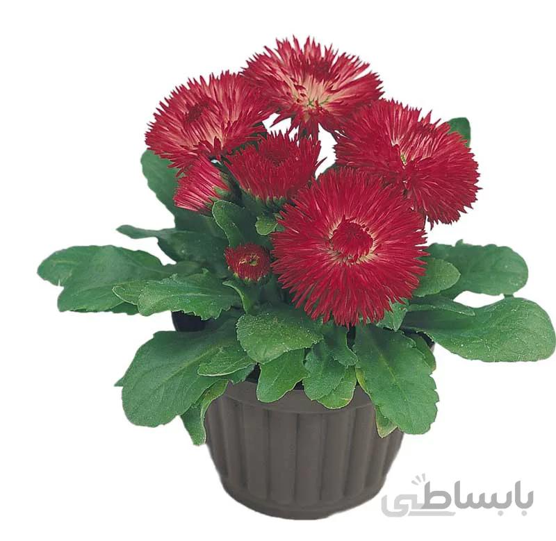 بذر میناچمنی قرمز رقم Roggli Red