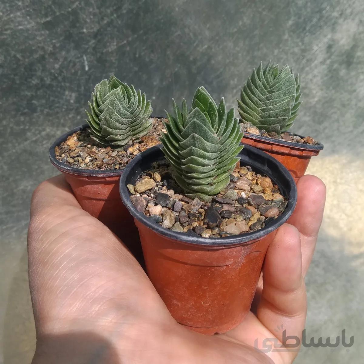 کراسولا معبد بودا