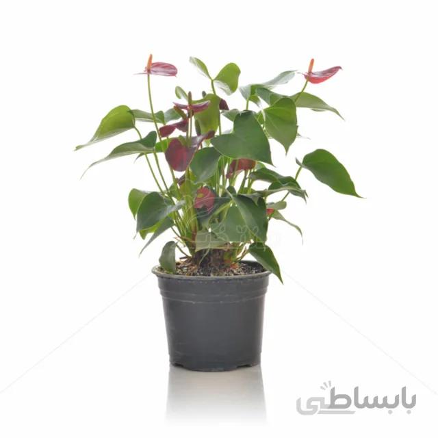 گیاه آپارتمانی آنتوریوم ارتفاع 40 سانتی متر