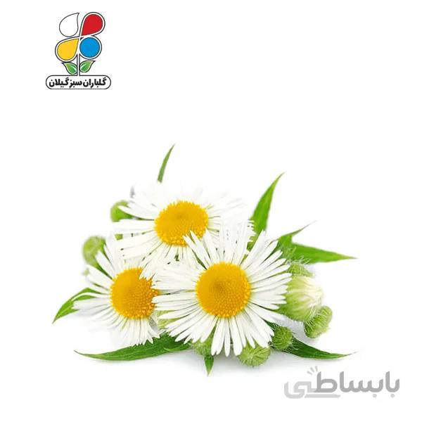 بذر بابونه بسته 3 عددی مدل GPSH7L