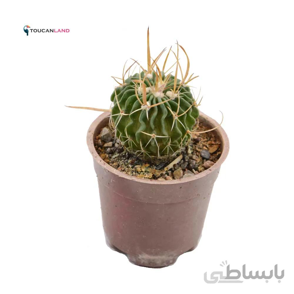 اچینو فوسالو