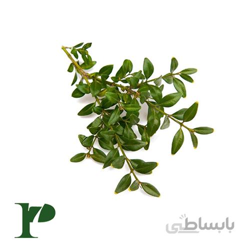 گیاه مورد بستهی 100 گرمی
