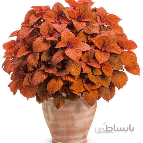 بذر حسن یوسف غروب خورشید