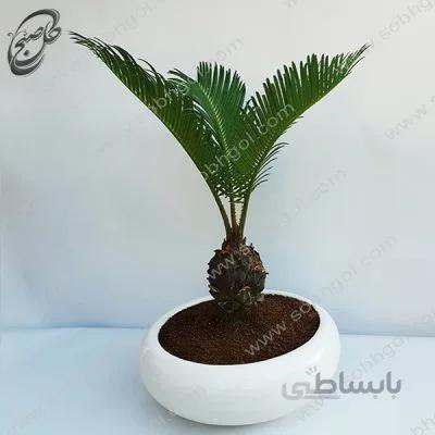 بونسای سیکاس طرح B-025