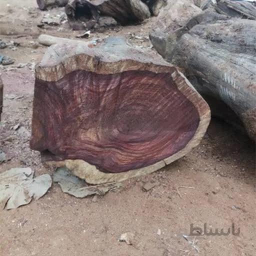 بذر درخت رزوود هندی