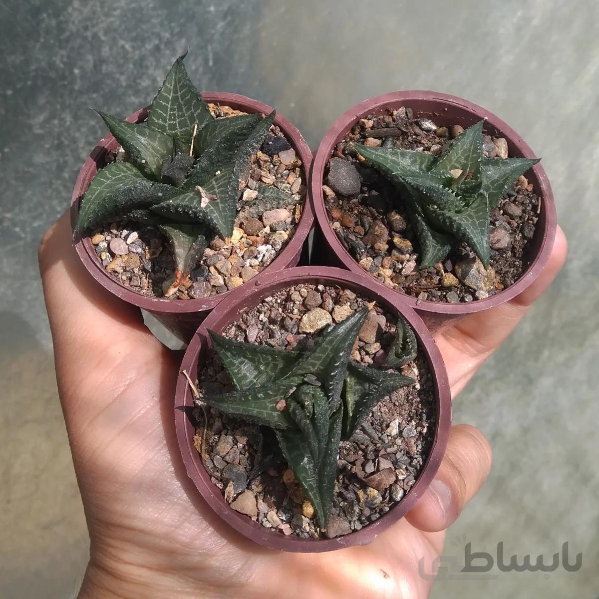 هاورتیا تسلاتا