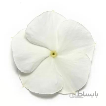 بذر گل پریوش xp white