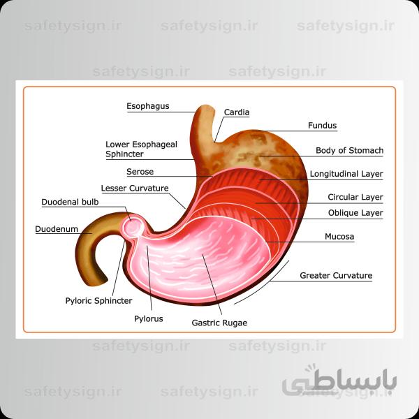 4660- آناتومی بدن – معده