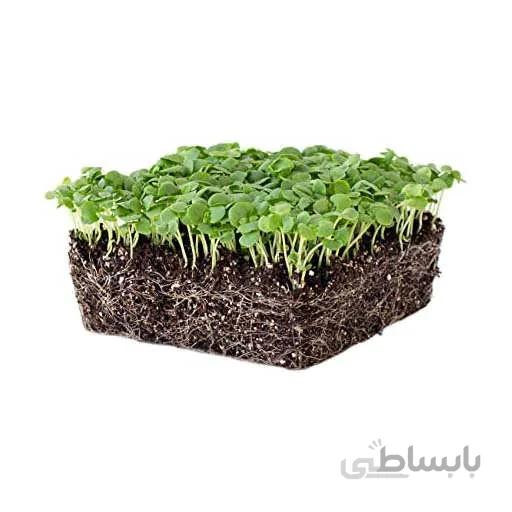 بذر میکروگرین ریحان سبز