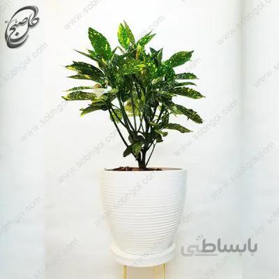سفارش گل آنلاین – آکوبا طرح A-061