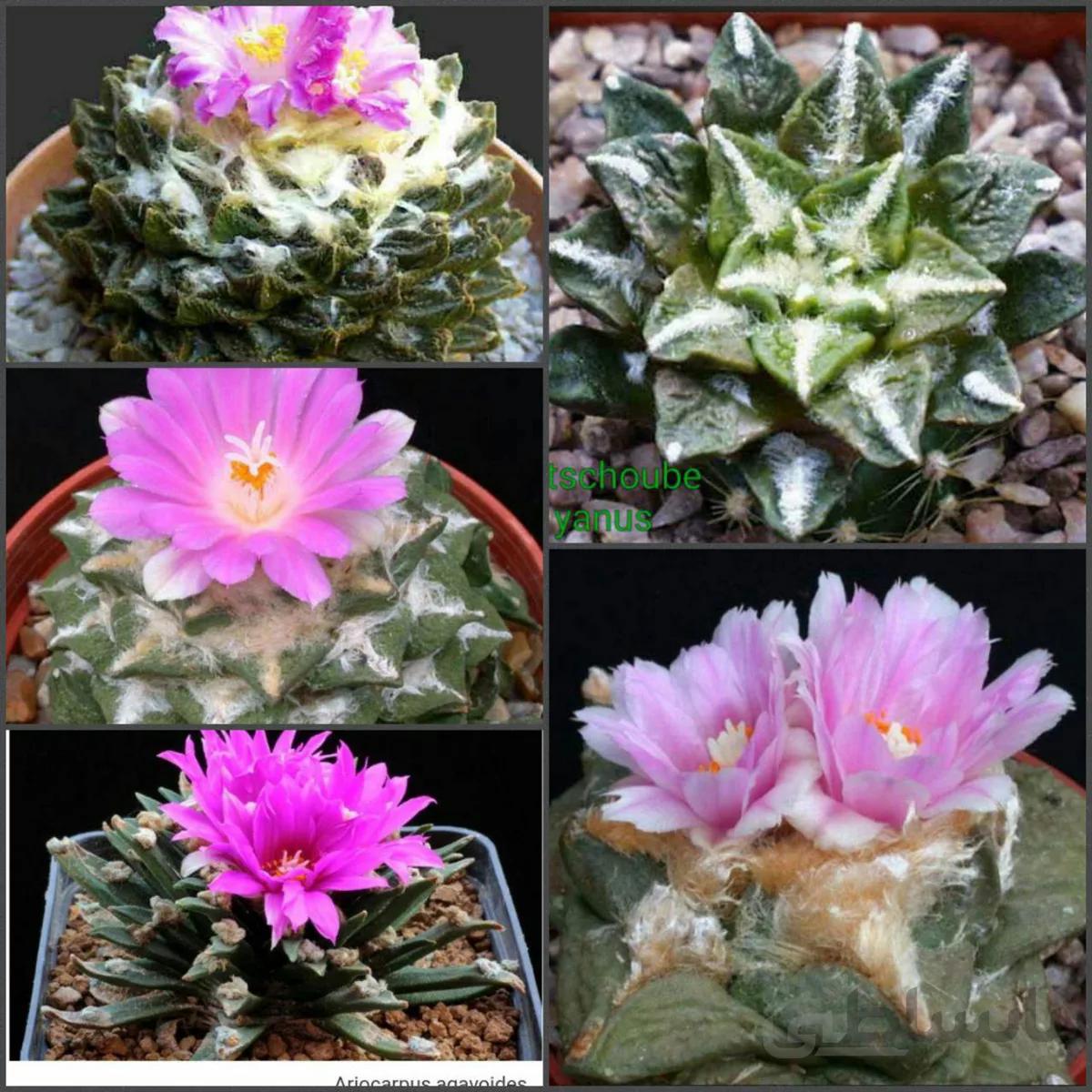 بذر آریو کارپوس میکس خاص وکلکسیونی | Ariocarpus Cactus Mix