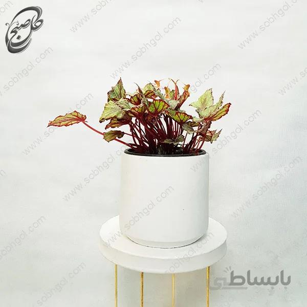 سفارش گل آنلاین – بگونیا رکس طرح B-017