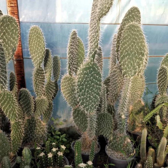 کاکتوس بزرگ اپونتیا