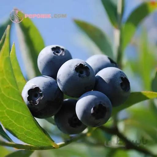 نهال بلوبری درشت جنوبی